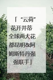 “云荷”花开并蒂 全球两大花都昆明&阿姆斯特丹强强联手