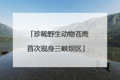珍稀野生动物苍鹰首次现身三峡坝区