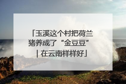 玉溪这个村把荷兰猪养成了“金豆豆”｜在云南样样好