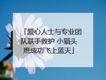 爱心人士与专业团队联手救护 小猫头鹰成功飞上蓝天