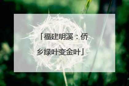 福建明溪：侨乡绿叶变金叶