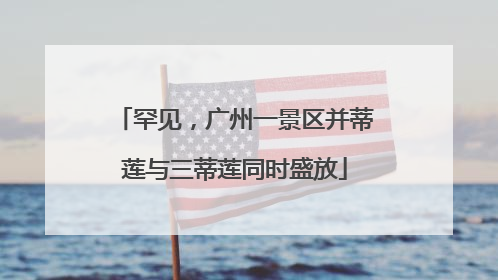 罕见，广州一景区并蒂莲与三蒂莲同时盛放