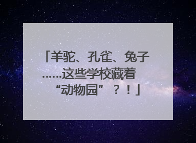 羊驼、孔雀、兔子……这些学校藏着 “动物园”？！