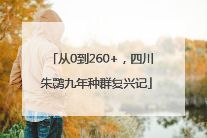 从0到260+，四川朱鹮九年种群复兴记