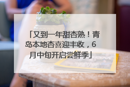 又到一年甜杏熟！青岛本地杏喜迎丰收，6月中旬开启尝鲜季