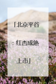 北京平谷：红杏成熟上市