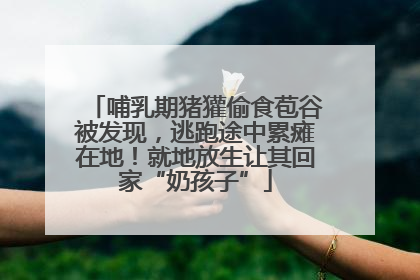 哺乳期猪獾偷食苞谷被发现，逃跑途中累瘫在地！就地放生让其回家“奶孩子”