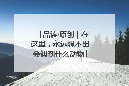 品读·原创｜在这里，永远想不出会遇到什么动物