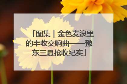 图集｜金色麦浪里的丰收交响曲——豫东三夏抢收纪实