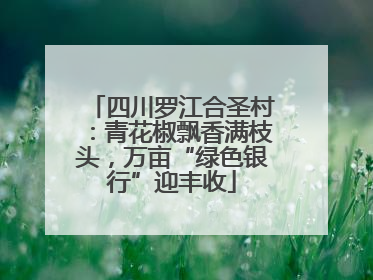 四川罗江合圣村：青花椒飘香满枝头，万亩“绿色银行”迎丰收