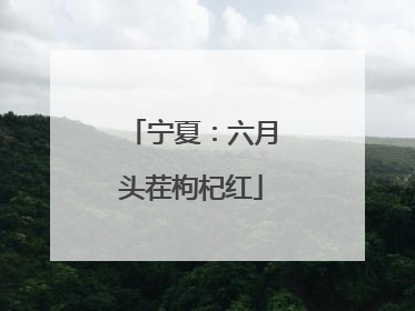 宁夏：六月头茬枸杞红