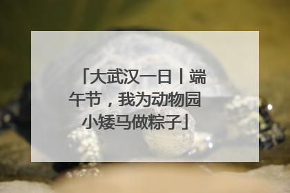 大武汉一日丨端午节，我为动物园小矮马做粽子