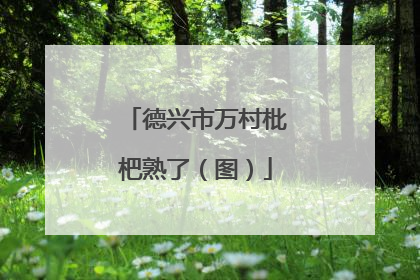 德兴市万村枇杷熟了（图）