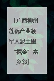 广西柳州莲藕产业领军人泥土里“掘金”富乡邻