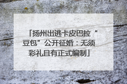 扬州出逃卡皮巴拉“豆包”公开征婚：无须彩礼且有正式编制