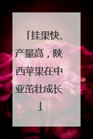挂果快、产量高，陕西苹果在中亚茁壮成长