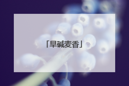 旱碱麦香