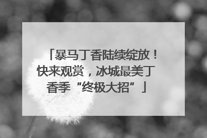 暴马丁香陆续绽放！快来观赏，冰城最美丁香季“终极大招”