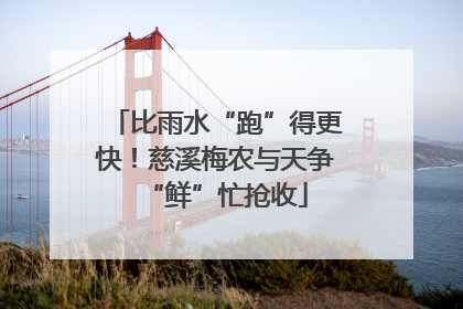 比雨水“跑”得更快！慈溪梅农与天争“鲜”忙抢收