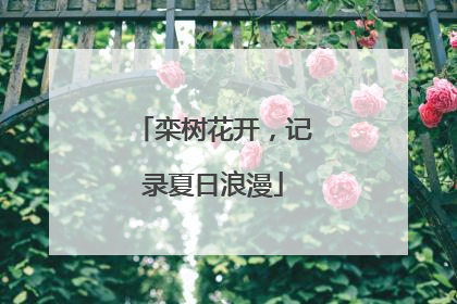 栾树花开，记录夏日浪漫