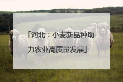 河北：小麦新品种助力农业高质量发展