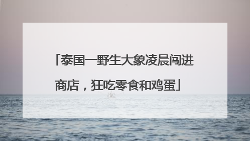 泰国一野生大象凌晨闯进商店，狂吃零食和鸡蛋
