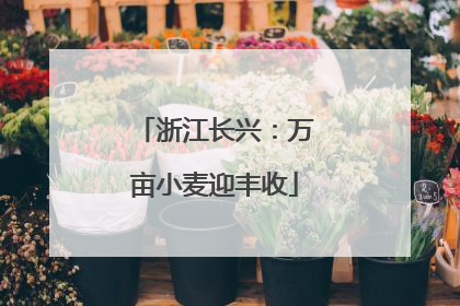 浙江长兴：万亩小麦迎丰收