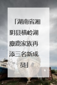 湖南省湘阴县横岭湖麋鹿家族再添三名新成员