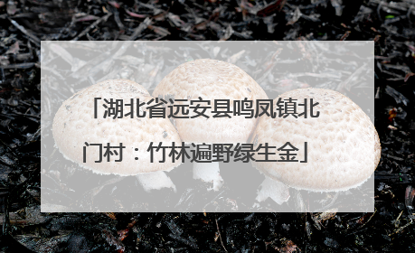 湖北省远安县鸣凤镇北门村：竹林遍野绿生金