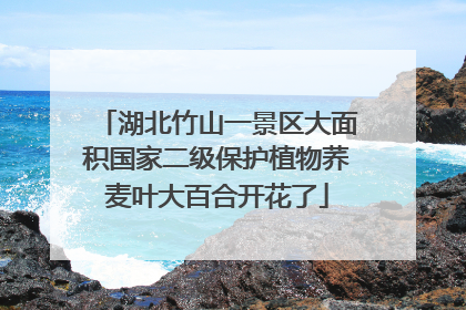 湖北竹山一景区大面积国家二级保护植物荞麦叶大百合开花了