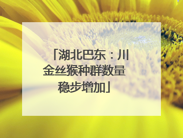 湖北巴东：川金丝猴种群数量稳步增加