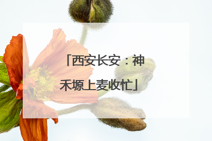 西安长安：神禾塬上麦收忙