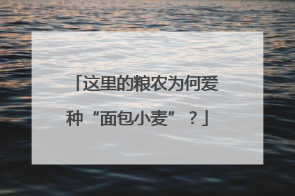 这里的粮农为何爱种“面包小麦”？