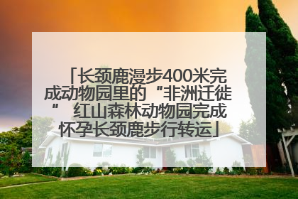 长颈鹿漫步400米完成动物园里的“非洲迁徙” 红山森林动物园完成怀孕长颈鹿步行转运