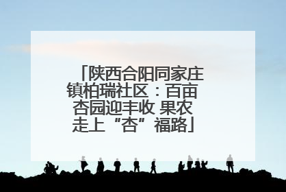 陕西合阳同家庄镇柏瑞社区：百亩杏园迎丰收 果农走上“杏”福路