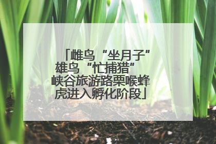 雌鸟“坐月子”雄鸟“忙捕猎” 峡谷旅游路栗喉蜂虎进入孵化阶段