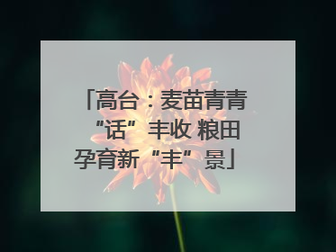 高台：麦苗青青“话”丰收 粮田孕育新“丰”景